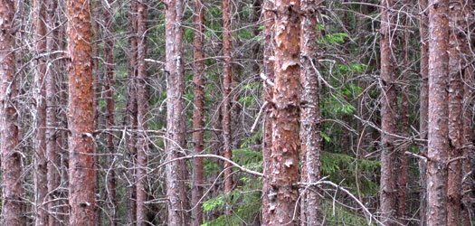 tiedote_2011_13_product