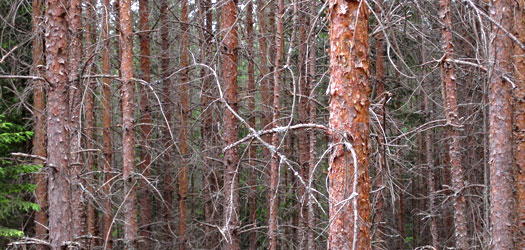 tiedote_2011_03_product