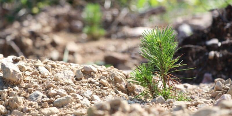 Taimi kasvaa mättäällä.