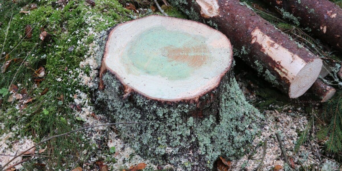 Kannolle on tehty kantokäsittely