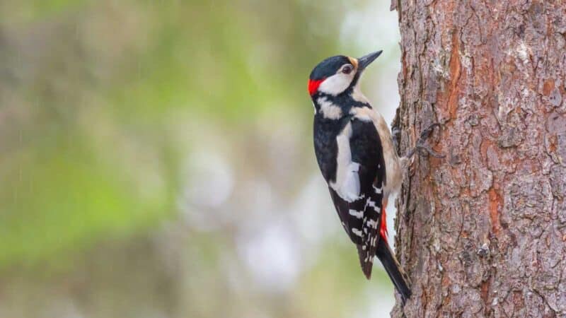Tikka männyn rungolla