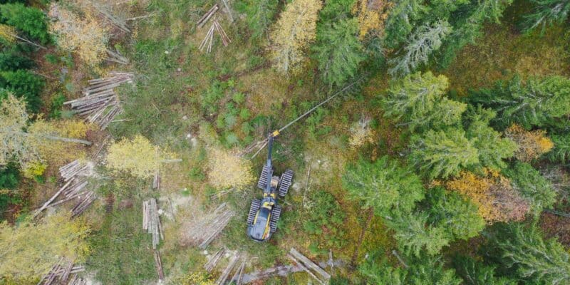 Hakkuukone korjaa puita syksyisessä metsässä