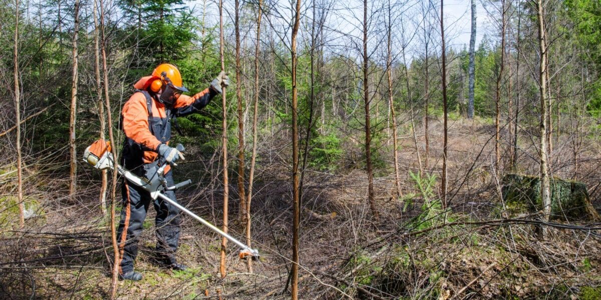Metsuri raivaa taimikkoa