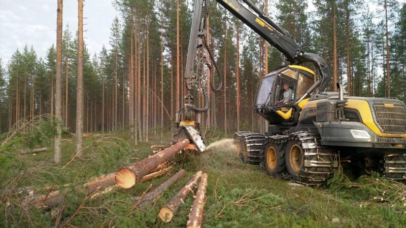 Hakkuukone katkoo puita.