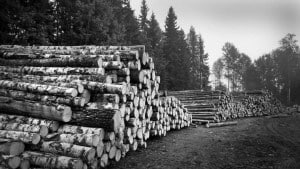 Tuloskalvosarja 11b/2015