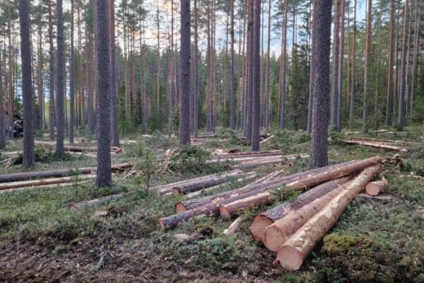 puunrunkoja metsässä valmiina mitattaviksi