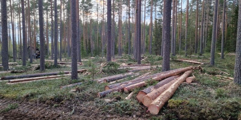 puunrunkoja metsässä valmiina mitattaviksi