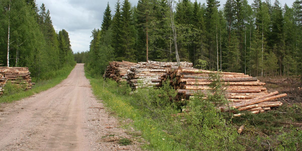 Yksityistie, jonka varrella on puutavarapino